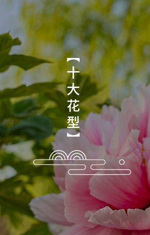 十大花型
