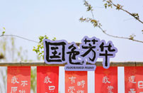 游醉牡丹绽放的浪漫，还有文化市集