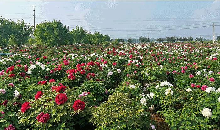 国色芳华&bull;科技寻踪牡丹文化中的&ldquo;科学基因"活动